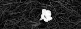 black and white flower facebook cover