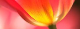 tulips nature facebook cover