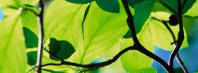branches and leaves nature facebook cover
