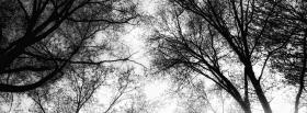 large tree nature facebook cover