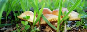 mushrooms and grass nature facebook cover