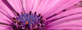 close up purple flower facebook cover
