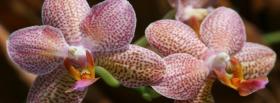phalaenopsis orchid nature facebook cover