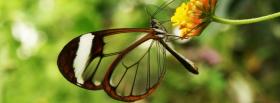 glasswing butterfly nature facebook cover