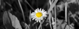 black and white daisy facebook cover
