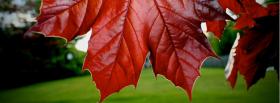red leafs nature facebook cover