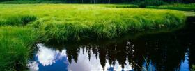 green grass in water nature facebook cover