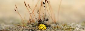 yellow lady bug nature facebook cover