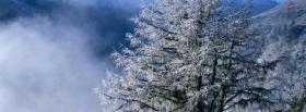 pine tree snow nature facebook cover