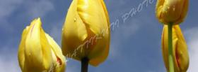 yellow tulips nature facebook cover