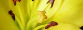 zoomed yellow flower nature facebook cover
