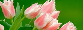 pink tulips nature facebook cover