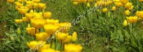 tulips yellow garden facebook cover