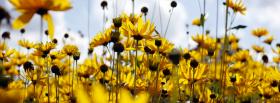zoomed yellow flower nature facebook cover