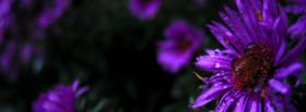 purple flowers nature facebook cover