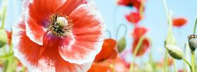 flower close up nature facebook cover