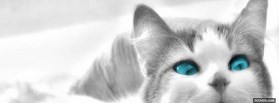 Cat With Blue Eyes facebook cover