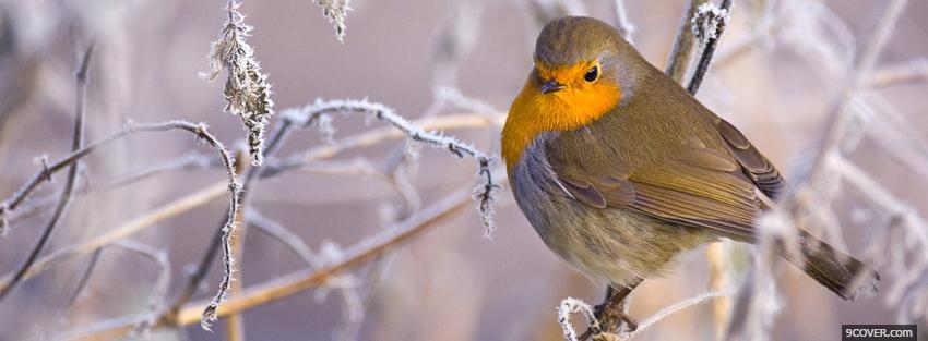 Photo winter bird animals Facebook Cover for Free