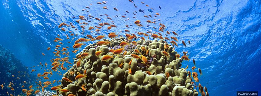 Photo amazing coral reef Facebook Cover for Free