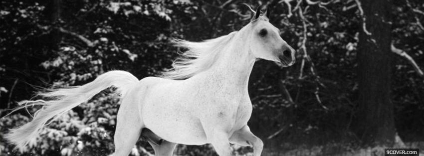Photo black and white horse animals Facebook Cover for Free