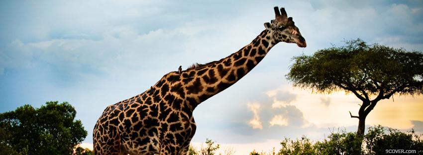 Photo girafe in the safari animals Facebook Cover for Free