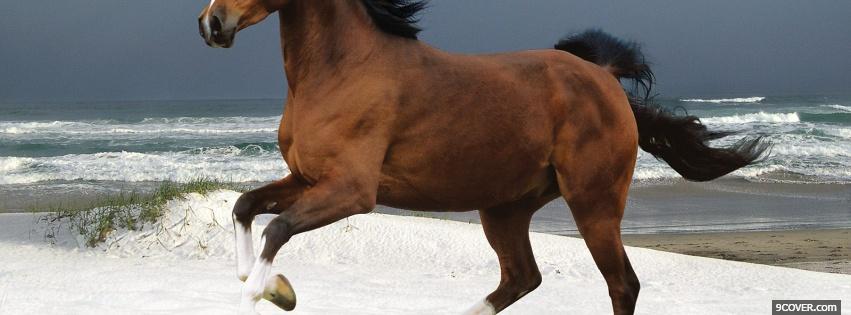 Photo wonderful brown horse Facebook Cover for Free
