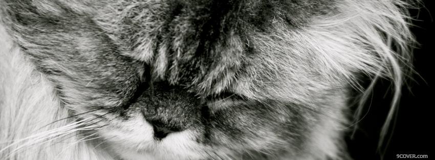 Photo kitty with closed eyes Facebook Cover for Free