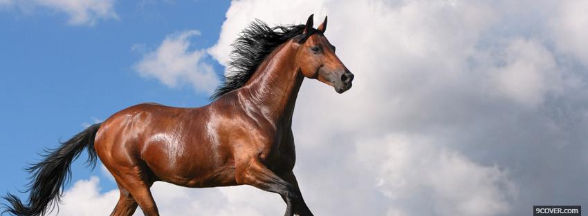 Photo brown horse and the sky Facebook Cover for Free