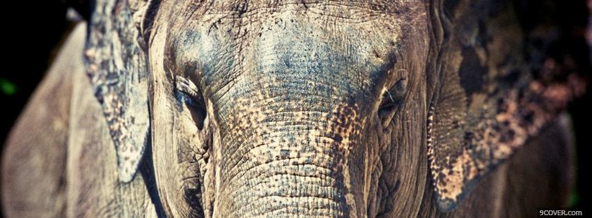 Photo elephant face close up animals Facebook Cover for Free