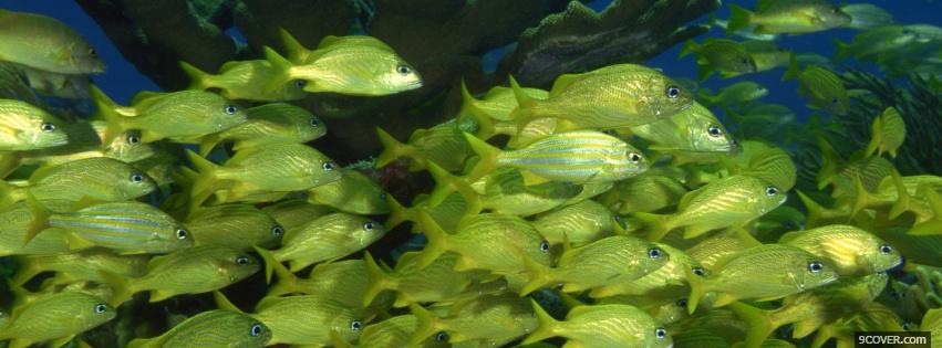 Photo awesome fishes in the sea Facebook Cover for Free
