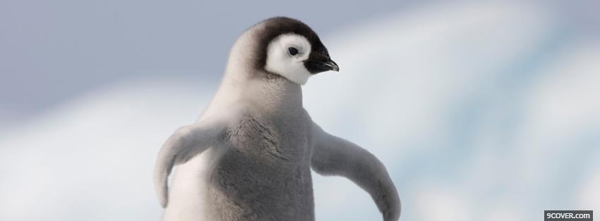 Photo baby penguin and snow Facebook Cover for Free