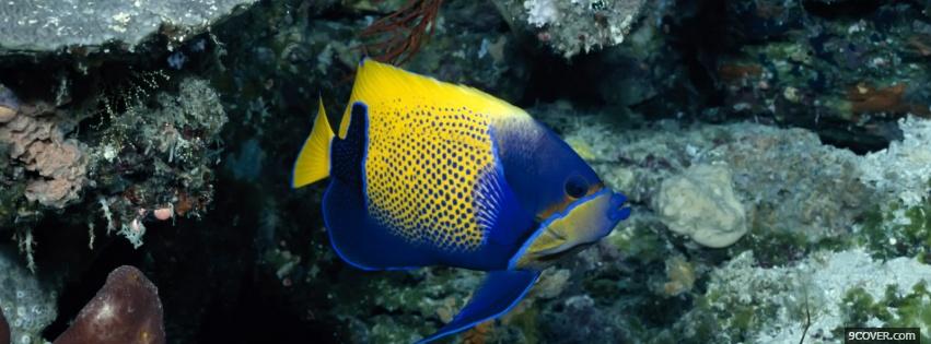 Photo blue and yellow fish animals Facebook Cover for Free