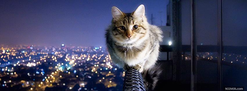 Photo cute cat in the city Facebook Cover for Free
