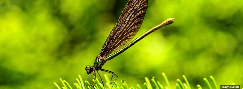 Photo pretty dragonfly animals Facebook Cover for Free