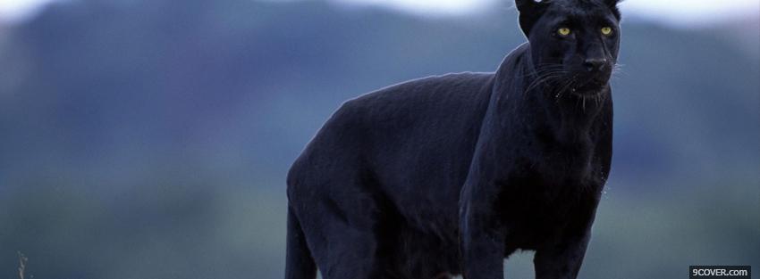 Photo amazing black panther Facebook Cover for Free