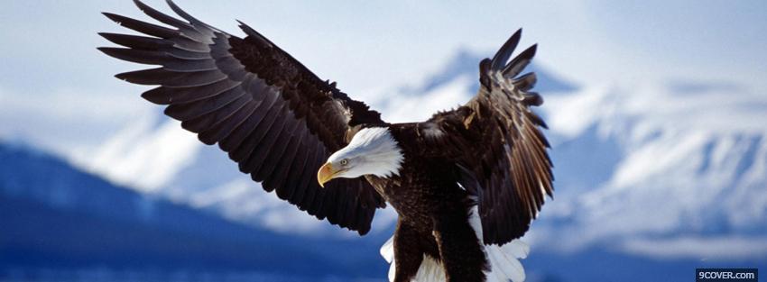 Photo eagle flying and mountains Facebook Cover for Free