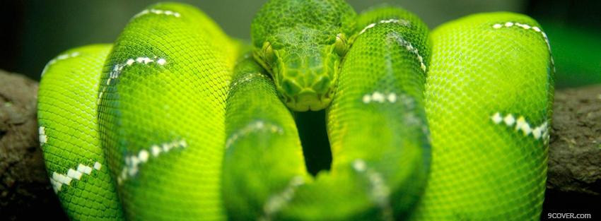 Photo green snake on a branch Facebook Cover for Free