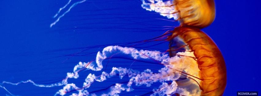 Photo sea nettles in the ocean Facebook Cover for Free