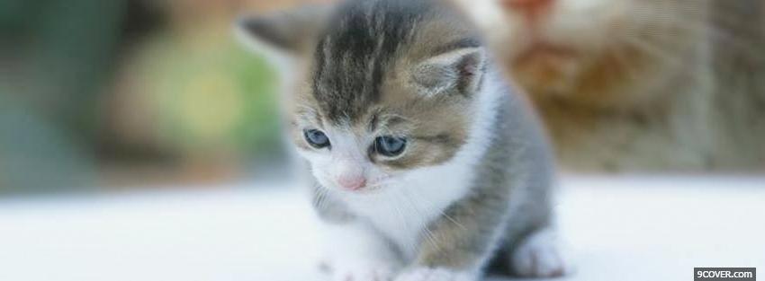 Photo baby kitten animals Facebook Cover for Free