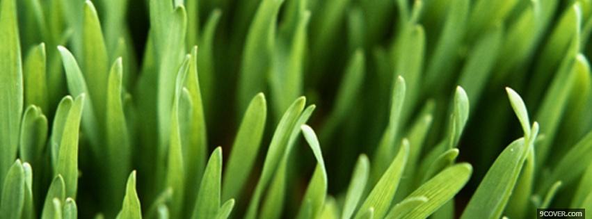 Photo nature the green grass Facebook Cover for Free