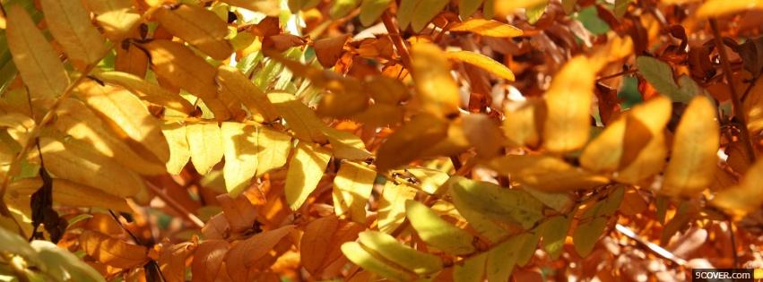 Photo nature the colorful season Facebook Cover for Free
