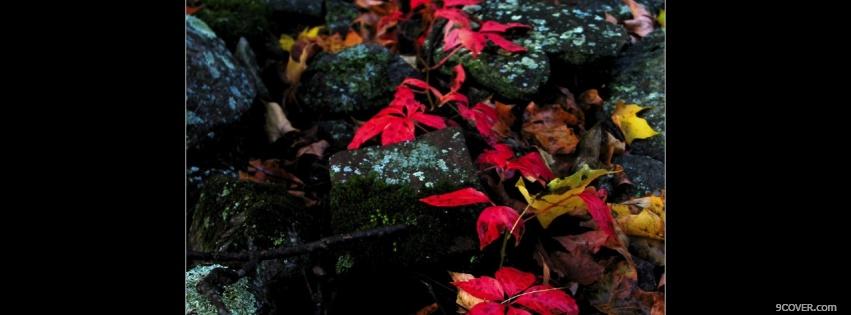 Photo colorful autumn leaves Facebook Cover for Free