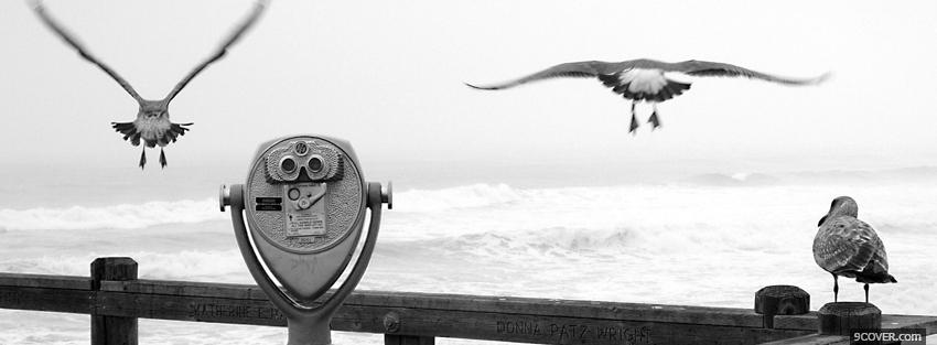 Photo three birds on a pier Facebook Cover for Free
