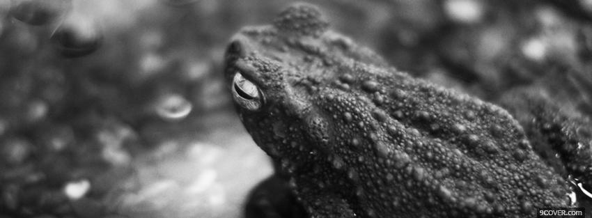 Photo black and white frog Facebook Cover for Free