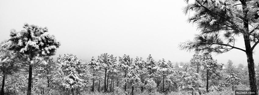 Photo pretty winter forest Facebook Cover for Free