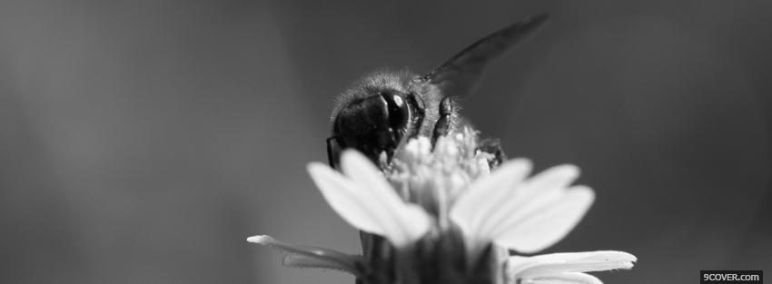 Photo bee on a flower Facebook Cover for Free