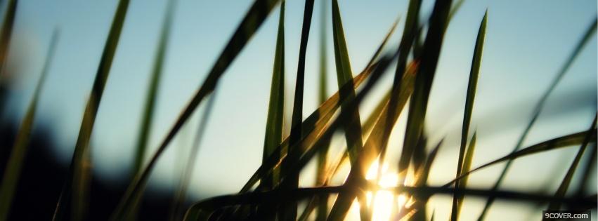 Photo grass and sun nature Facebook Cover for Free