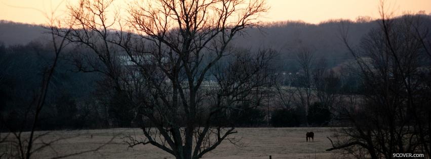 Photo dried trees nature Facebook Cover for Free
