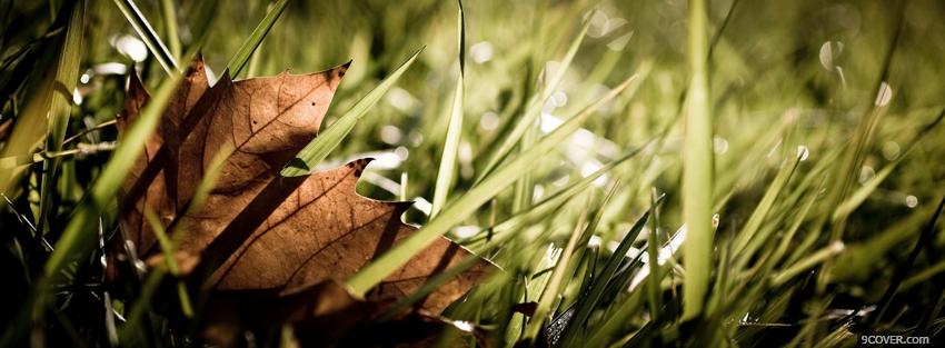 Photo grass dried leaf nature Facebook Cover for Free