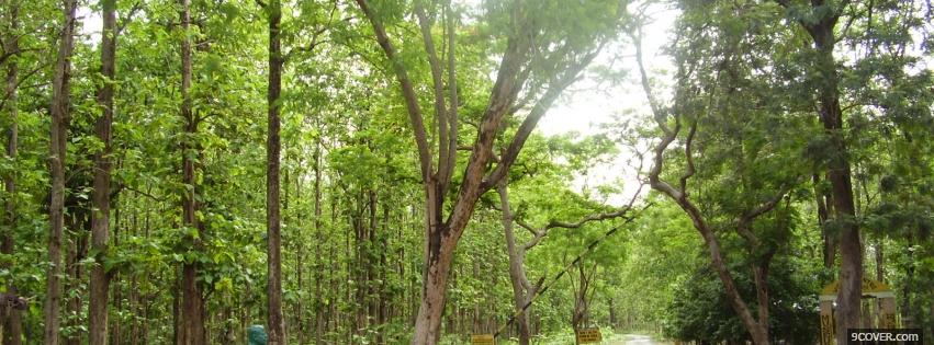 Photo dense woods nature Facebook Cover for Free